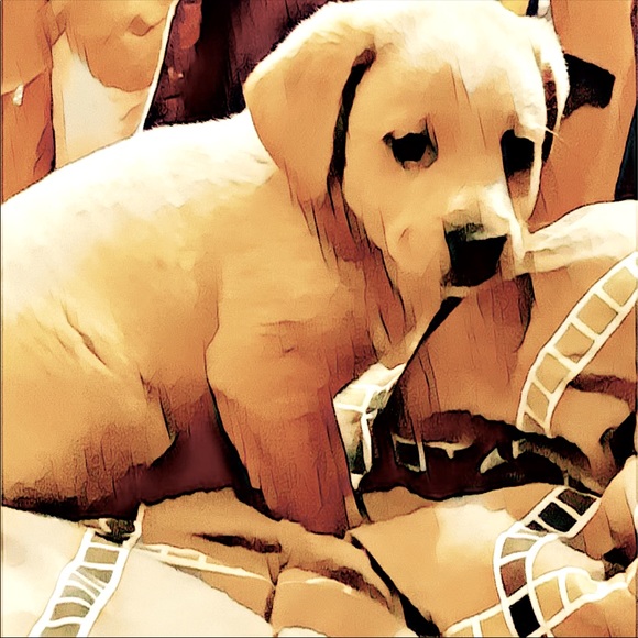 Meet your Posher, Robin - Picture 6 of 6